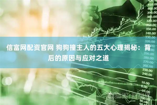 信富网配资官网 狗狗撞主人的五大心理揭秘：背后的原因与应对之道