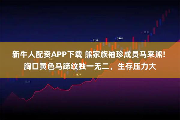 新牛人配资APP下载 熊家族袖珍成员马来熊! 胸口黄色马蹄纹独一无二，生存压力大